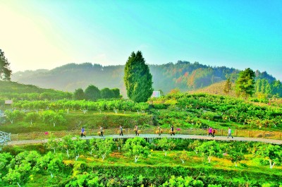 湖南凤凰县菖蒲塘村:科技兴村香果成“金果” 湖南凤凰县菖蒲塘村:科技兴村香果成“金果”