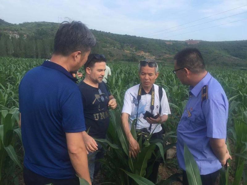 古巴高端专家Camilo教授赴淅川县上集镇开展草地贪夜蛾防控现场技术指导